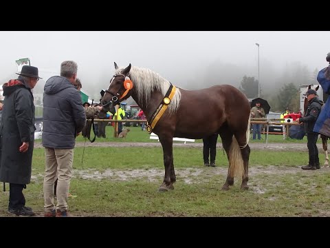 Rossfest 2022 - Zukunftspreis - Gesamt Siegerin 2-jährigen Stuten: 08. Eluna Darleen von Drachenfels