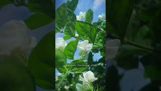 Download lagu பொத்தி வச்ச மல்லிகை மொட்டு... WhatsApp Status Tamil #ilayaraja #spb #sjanaki mp3