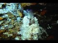 Тайны морских глубин. Неизвестный мир 