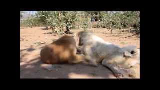 Handicapped Dancer does the Hokey Pokey!