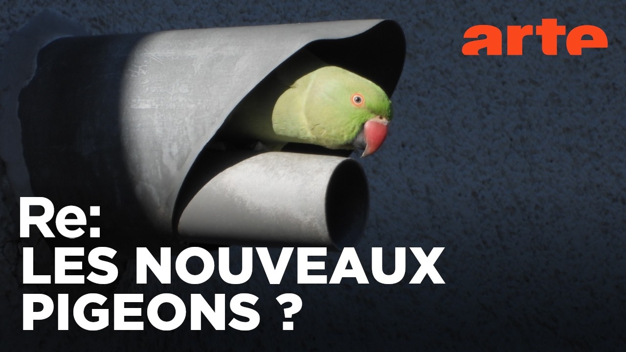 Les perroquets, ces nouveaux envahisseurs | ARTE Regards