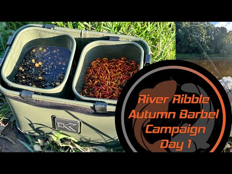 Short Feeder Session | River Ribble Barbel Campaign Day 1