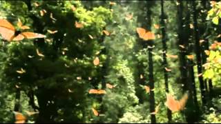 Sonja by The New Lou Reeds and Nameless (UA, Ternopil)