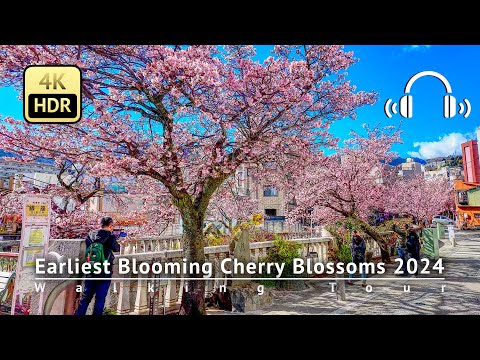Japan - Earliest Blooming Cherry Blossoms 2024 Walking Tour [4K/HDR/Binaural]
