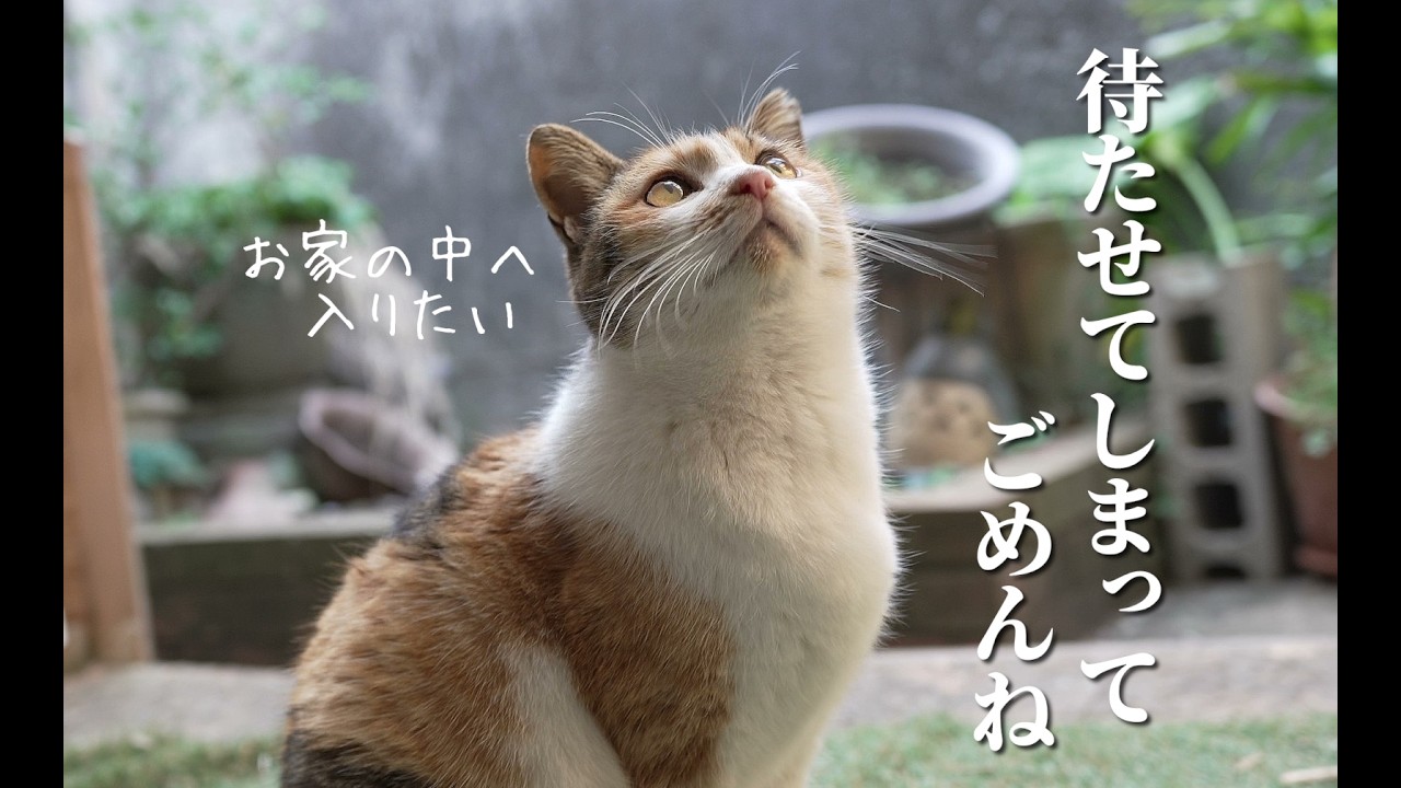 出会いから８ヶ月、ずいぶん待たせてしまったけど無事外猫を卒業🎉🎉🎉家猫へ！#cat