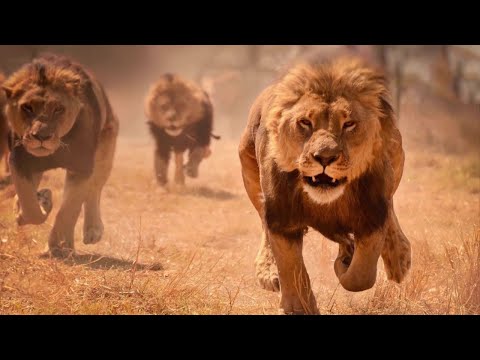 Tiere, die Menschen das Leben retteten