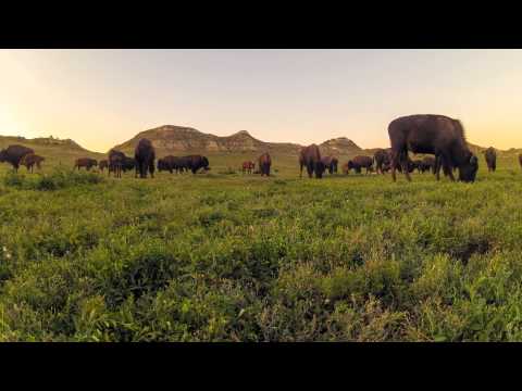 Bison time lapse 1