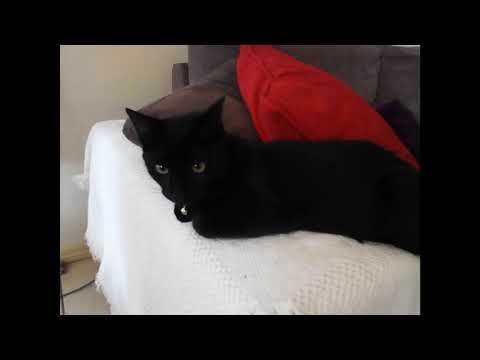 Noistruct - Live at NYE2017_Lithgow New South Wales_January 1st 2017