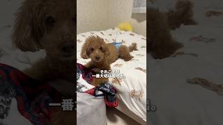 #トイプードル #シニア犬 #犬のいる暮らし #ペット #いぬのいる生活 #愛犬