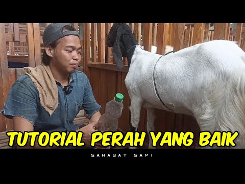 , title : 'Tutorial Cara Memerah Susu Kambing Yang Baik | Lakukan ini Agar Kambing Tidak Terkena Mastitis'