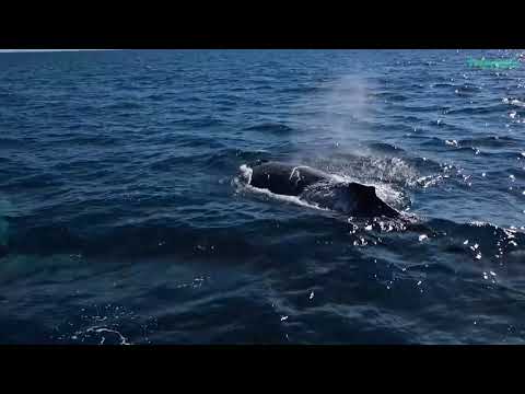 Whale Watching in Auckland , New Zealand
