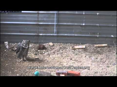 Juvenile Great Horned Owl Swallows Rat Whole