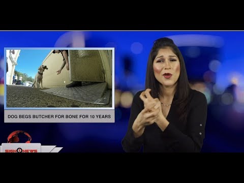 Dog begs butcher for bone for 10 years (ASL - 1.18.19)