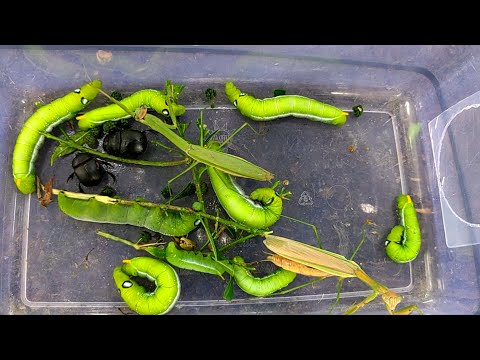 Hunt for beautiful green caterpillars, praying mantises and beetles
