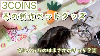 【3COINS】春の新作猫グッズが可愛すぎる 足長マンチカン まる Munchkin cat