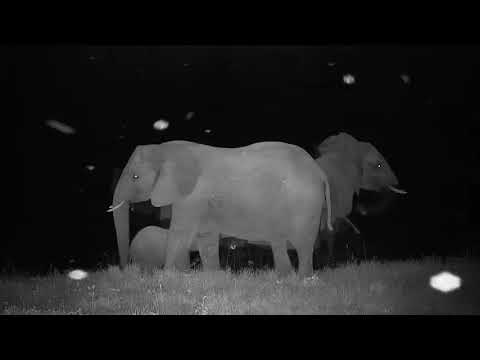 Djuma: Elephants come for night time swim - 23:56 - 01/25/2020