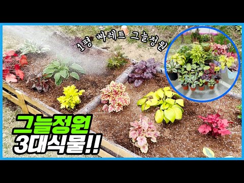 1평 그늘정원을 만드는 데 얼마가 들까? 파레트에 음지식물을 심었더니?? 1평 그늘정원을 만드는 데 얼마가 들까? 파레트에 음지식물을 심었더니??