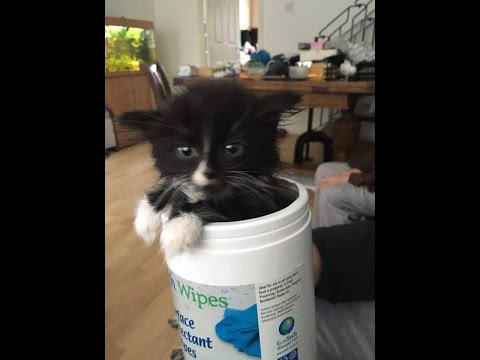 Is that nice Milk cat? Cute kitten drinking lactose free milk 4k