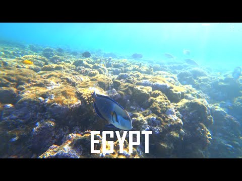 Best of #ASOT980 | Aly & Fila feat. Plumb – Somebody Loves You AND MORE