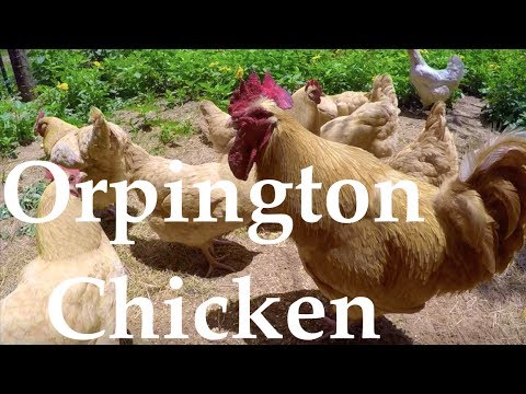 , title : 'Chicken Breed Analysis: The Orpington'