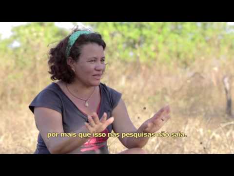 As sementes | trailer