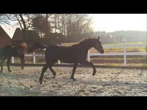 Stella, geb. Februar 2013: San Amour x Dancier x White Star