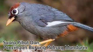 Download lagu MP3, Suara Pikat Burung Poksay Mandarin. Sangat Jitu mp3 Download lagu MP3, Suara Pikat Burung Poksay Mandarin. Sangat Jitu mp3