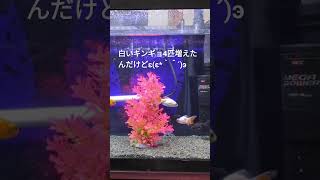 ウチの出目金達#2 #shorts #アクアリウム #金魚 #moriさん #フリーザ