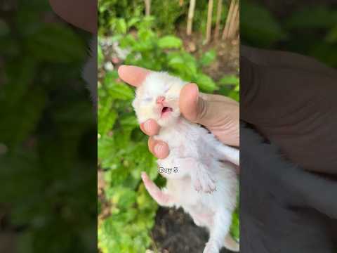 Timelapse kitten 90 days 😍 like n subscribe please ☺️ #kitten #catlovers #timelapse #kucing 