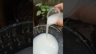 Download lagu Don't Use Rice Washing Water Like This mp3