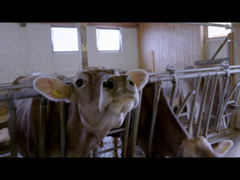 Miss Attinghausen - Trailer