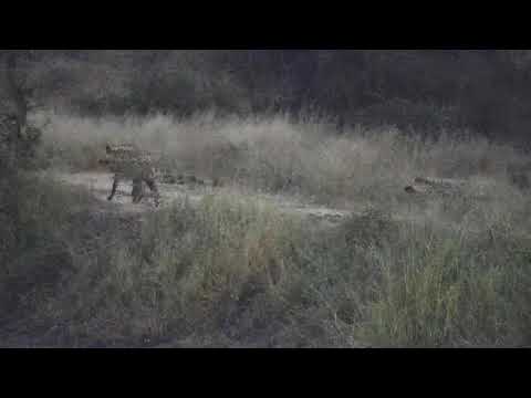 Djuma: Two Hyenas go across dam wall - 05:44 - 04/20/21