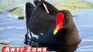 Download lagu 🔊Suara Pikat Mandar Sawah Jantan Mandar Batu Peruk Sangat Jernih dan ampuh‼️ mp3