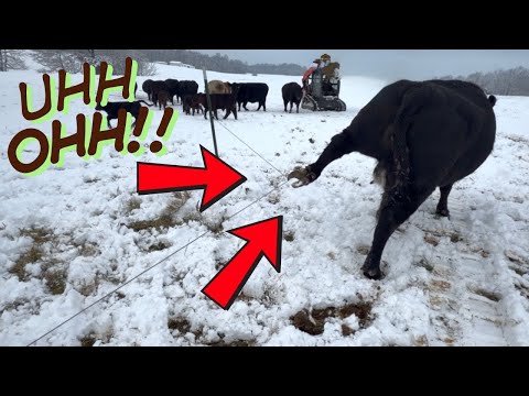 🚨 LOOK OUT! Snow Chores Turn Intense: Newborn Calf & A Close Call on the Farm!
