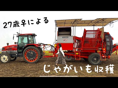 ジャガイモの収穫時期は何によって決まりますか？ 2つの期間があり、どちらを選択するかはあなたが決めます！  庭園