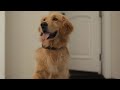 Subaru Is DOG TESTED