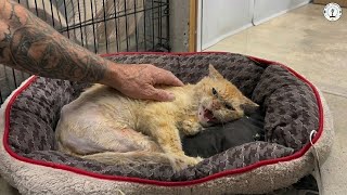 Aggressive and full of hate, he completely melted after his first gentle touch