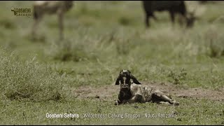 Gosheni Safaris Africa | Wildebeest Calving Season