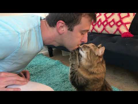 HOW TO TEACH YOUR CAT TO GIVE KISSES [Pet trick tutorial]