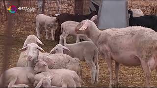 ΑΠΟΖΗΜΙΩΣΕΙΣ 250.000 ΕΥΡΩ ΣΕ ΚΤΗΝΟΤΡΟΦΟΥΣ ΤΗΣ ΜΑΓΝΗΣΙΑΣ ΓΙΑ ΤΗΝ ΕΥΛΟΓΙΑ 20 08 2025