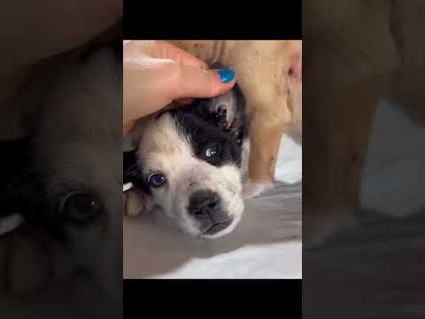 They came in critical condition; now these puppies need your support to keep fighting.