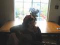 "Because I Love You" Buddy Holly Cover 