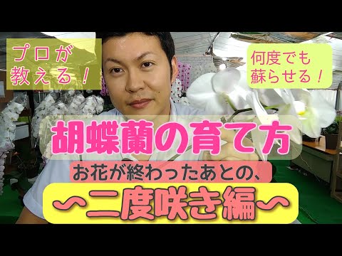 蘭を正しく切る: これが仕組みです トピックス
