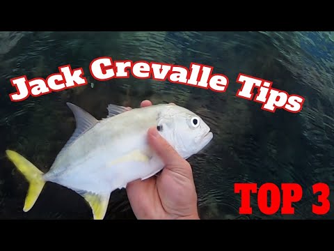 Fishing Surf for Jack Crevalle Tips