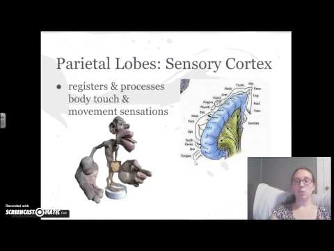 download lagu mp3 mp4 Sensory Cortex, download mp3 Sensory Cortex free download, download mp3 Sensory Cortex
