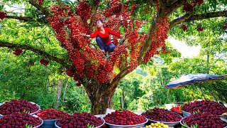 388 Days Harvesting Lots of Wampees Goes to Countryside Market Sell | Phuong Farm Life