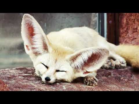 this is music (famistudio music)