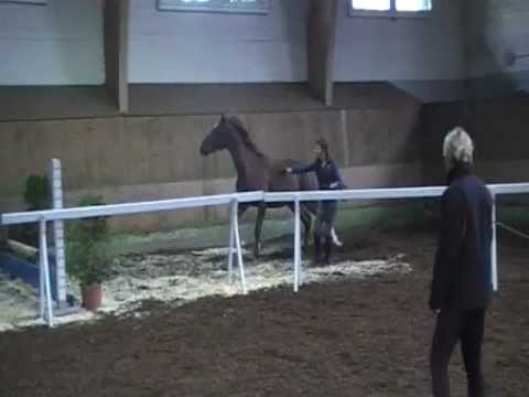 Freies Training NPZ Bern für Feldtest, Uphills Escada, 3yr old 005.MOD