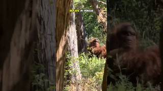 Download lagu MAHLUK MITOLOGI TEREKAM KAMERA #fitrahsurya #facts mp3