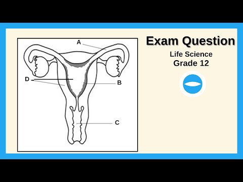 Exam Question | May/June 2023 | Female reproductive System | Life Science grade 12